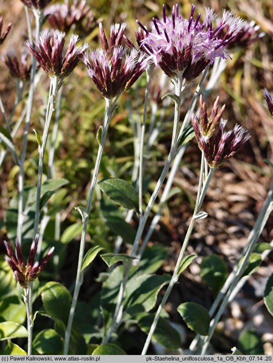 Staehelina uniflosculosa