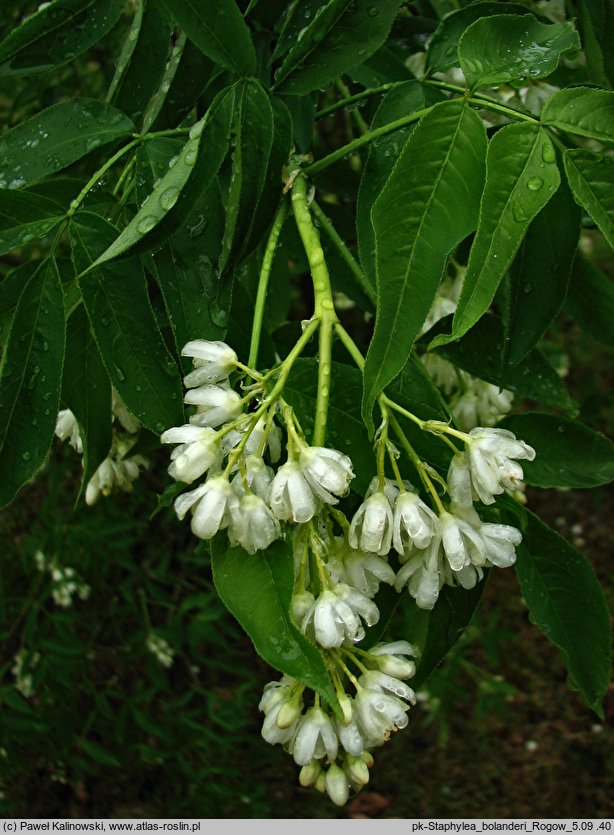 Staphylea bolanderi (kłokoczka Bolandera)