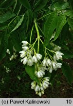 Staphylea bolanderi (kłokoczka Bolandera)