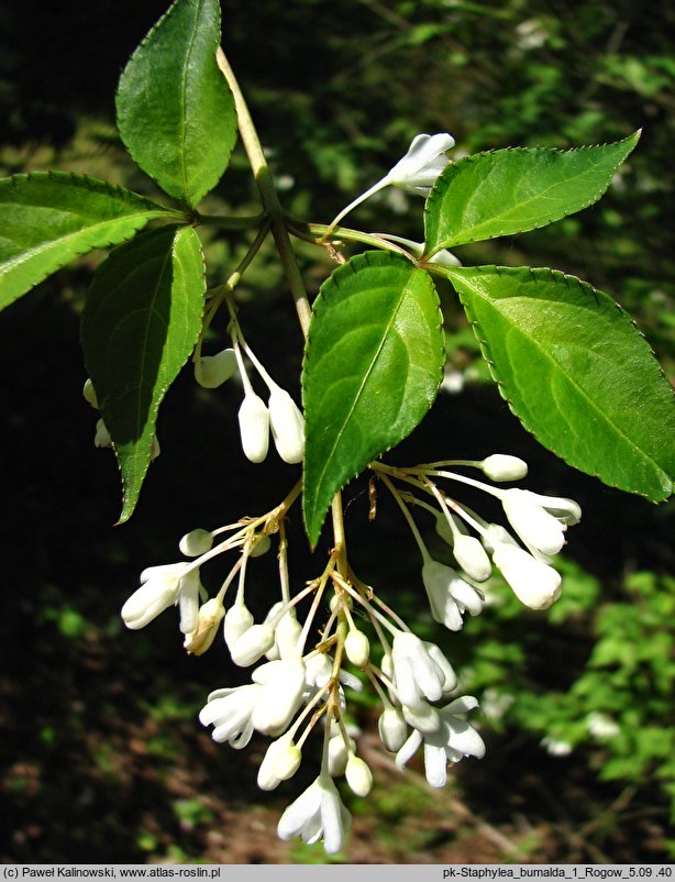 Staphylea bumalda (kłokoczka japońska)