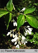 Staphylea bumalda (kłokoczka japońska)