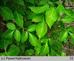 Staphylea bumalda (kłokoczka japońska)