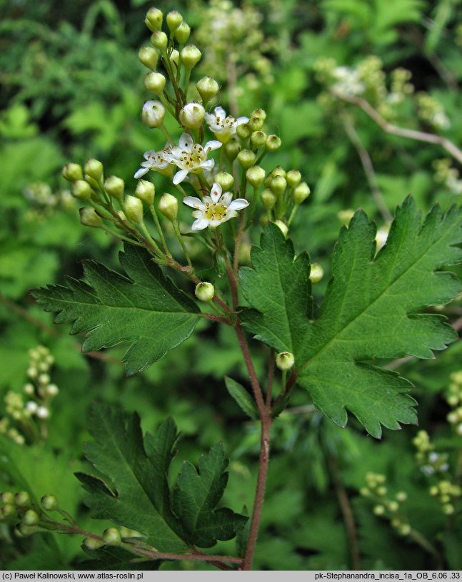 Neillia incisa (tawulec wcinany)