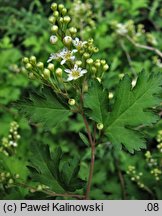 Neillia incisa (tawulec wcinany)