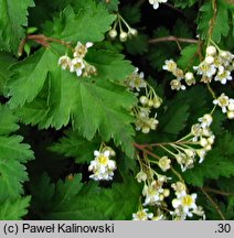 Neillia incisa (tawulec wcinany)