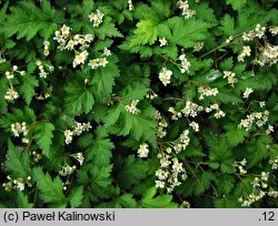 Neillia incisa (tawulec wcinany)