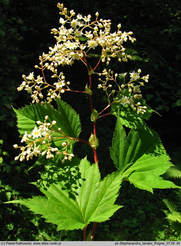 Neillia tanakae (tawulec Tanaki)