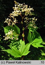 Neillia tanakae (tawulec Tanaki)