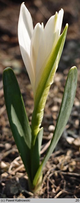 Sternbergia candida