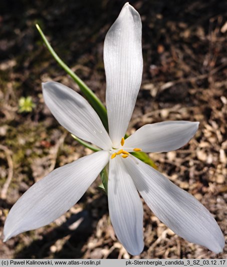 Sternbergia candida