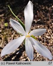 Sternbergia candida