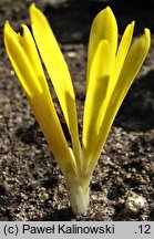 Sternbergia colchiciflora