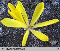 Sternbergia colchiciflora