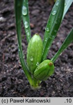 Sternbergia colchiciflora