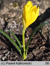 Sternbergia lutea (sternbergia żółta)