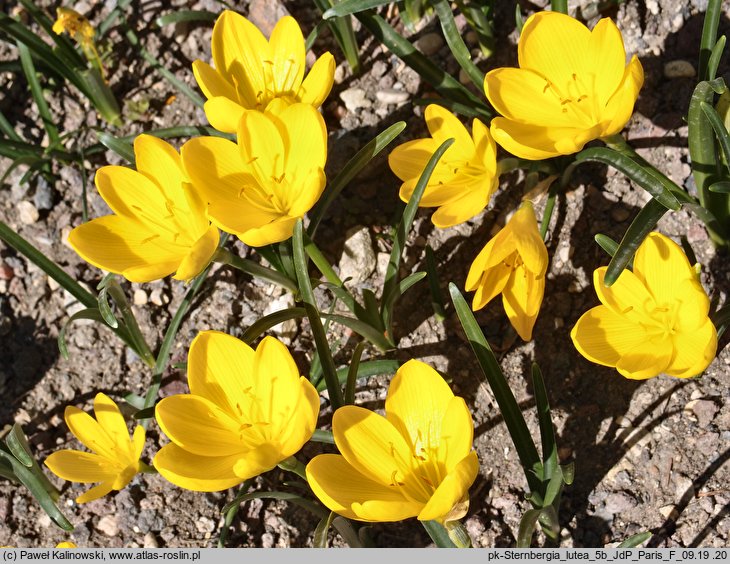 Sternbergia lutea (sternbergia żółta)