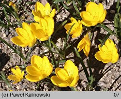 Sternbergia lutea (sternbergia żółta)