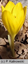 Sternbergia clusiana