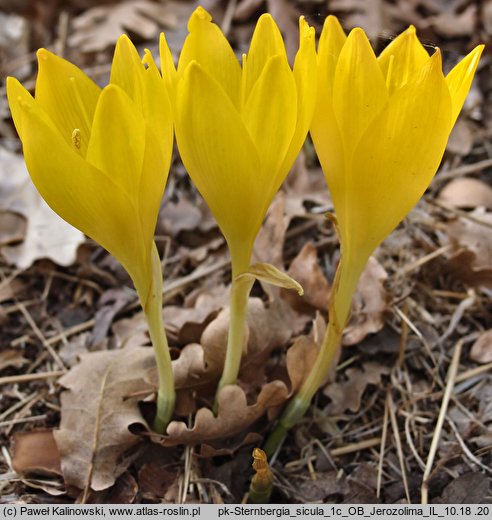 Sternbergia clusiana