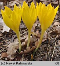 Sternbergia clusiana