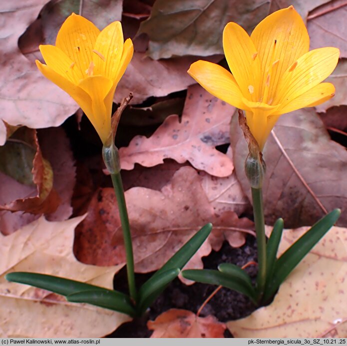 Sternbergia sicula