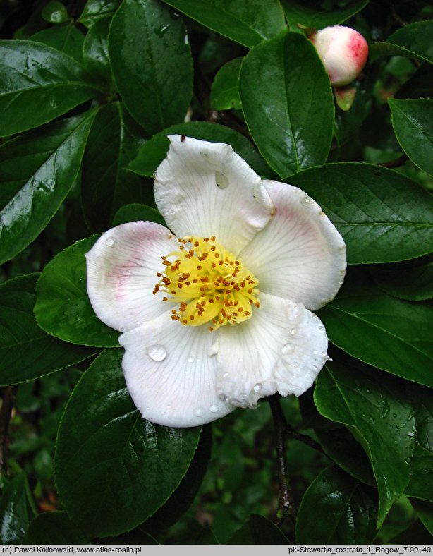 Stewartia rostrata (stewarcja dzióbkowata)