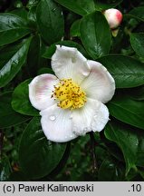 Stewartia rostrata (stewarcja dzióbkowata)