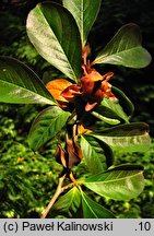 Stewartia rostrata (stewarcja dzióbkowata)