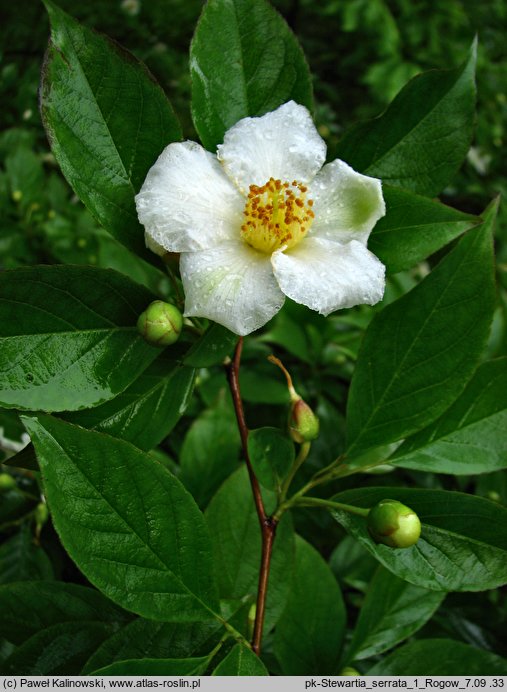 Stewartia serrata (stewarcja piłkowana)