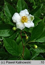 Stewartia serrata (stewarcja piłkowana)