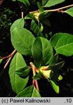 Stewartia serrata (stewarcja piłkowana)