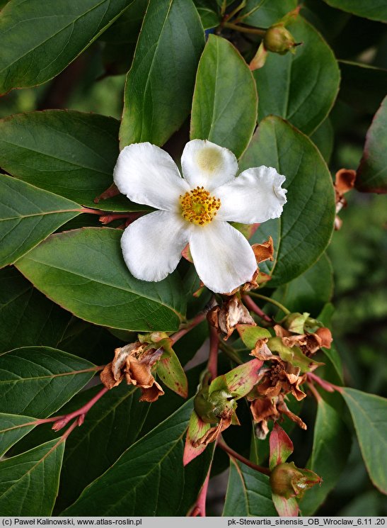 Stewartia sinensis (stewarcja chińska)