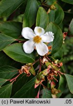 Stewartia sinensis (stewarcja chińska)