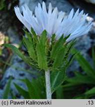 Stokesia laevis (stokezja gładka)