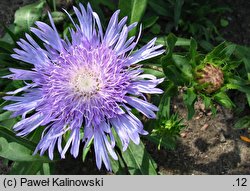 Stokesia laevis (stokezja gładka)