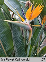 Strelitzia reginae (strelicja królewska)