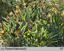 Strelitzia reginae (strelicja królewska)