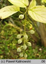 Styrax obassia (styrak okrągłolistny)