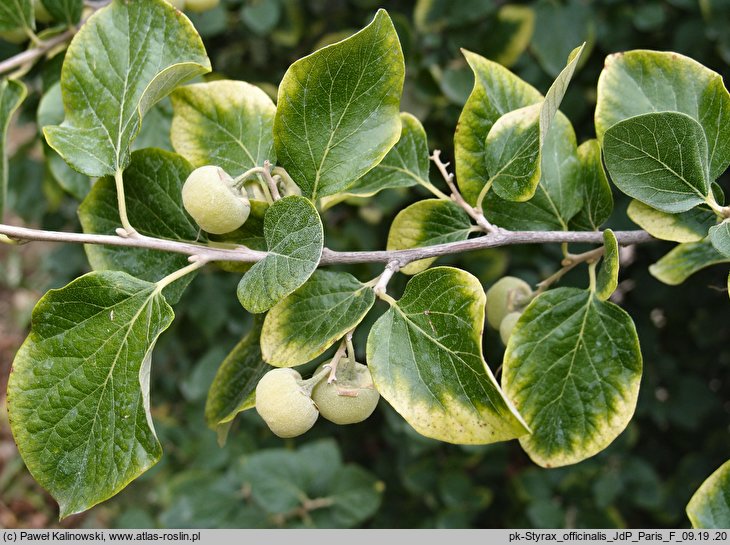 Styrax officinalis (styrak lekarski)