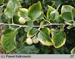 Styrax officinalis (styrak lekarski)