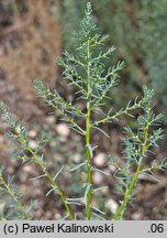 Suaeda maritima (sodówka nadmorska)