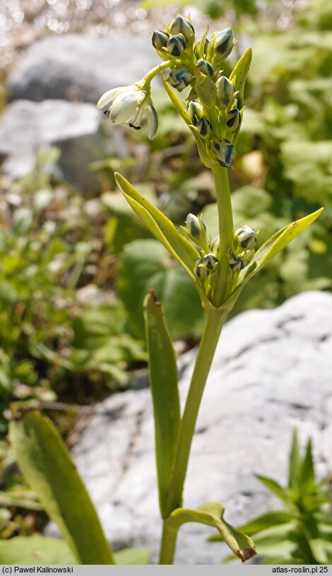 Swertia longifolia