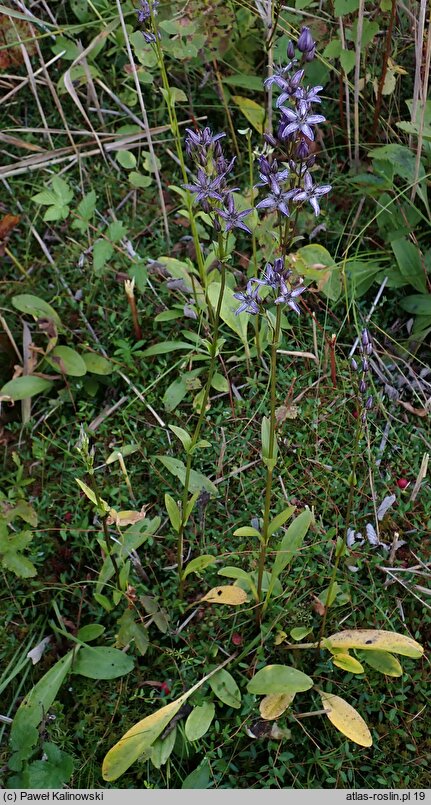 Swertia perennis ssp. perennis (niebielistka trwała typowa)