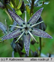 Swertia perennis ssp. perennis (niebielistka trwała typowa)