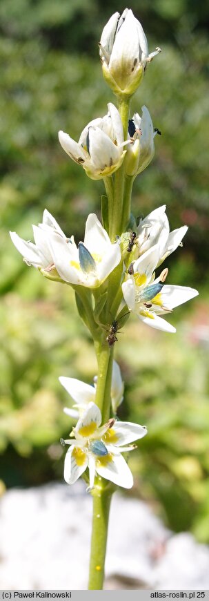 Swertia lactea