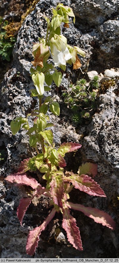 Campanula hofmannii (zrostka Hofmanna)