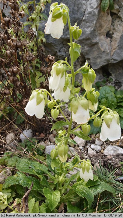 Campanula hofmannii (zrostka Hofmanna)