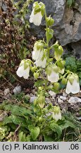 Campanula hofmannii (zrostka Hofmanna)