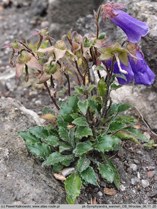 Campanula wanneri