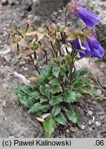 Campanula wanneri